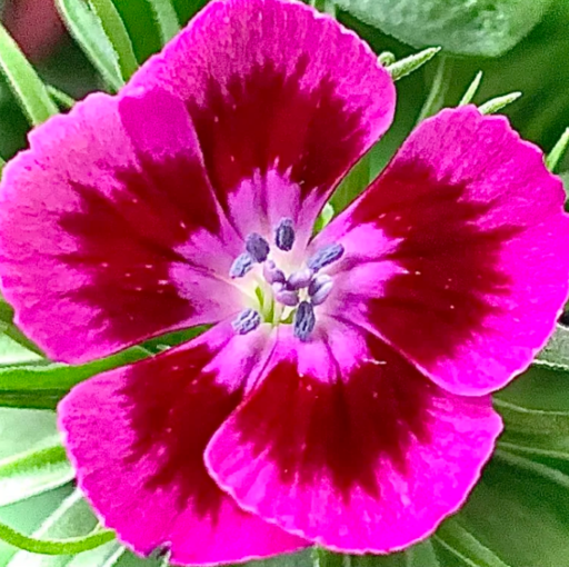 Appartementen Dianthus